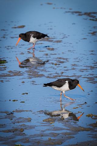 092 Kaikoura, Finsch Scholekster.jpg